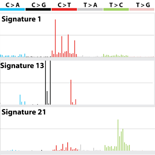 Mutational signatures picture