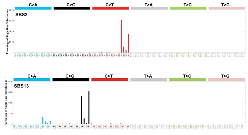 The mutational signatures for SBS2 and SBS13, which are associated with the APOBEC family of proteins. Image credit: COSMIC